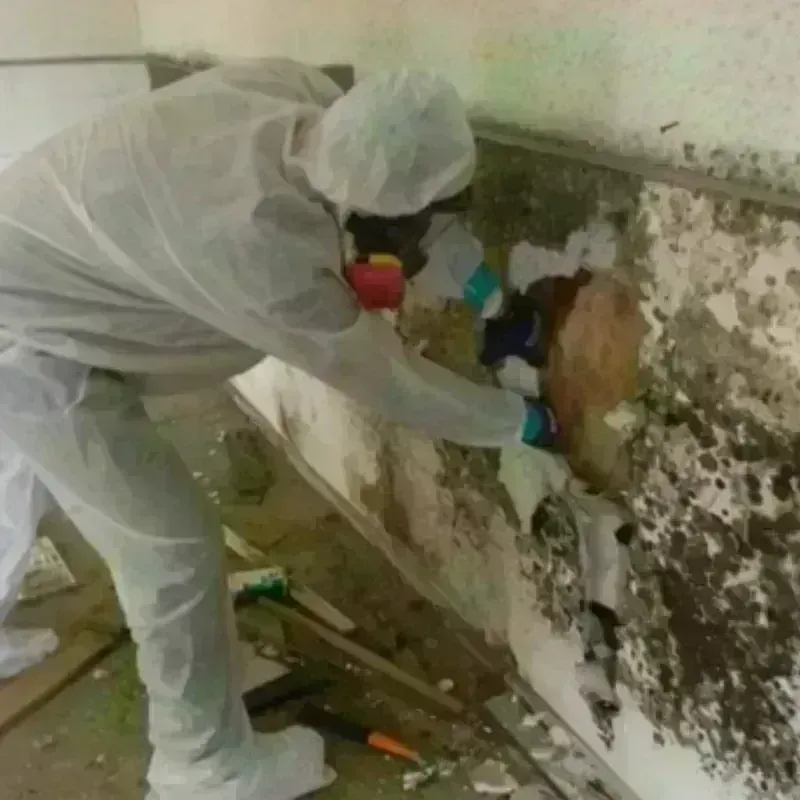 Mold Remediation and Removal in Hardin County, TX